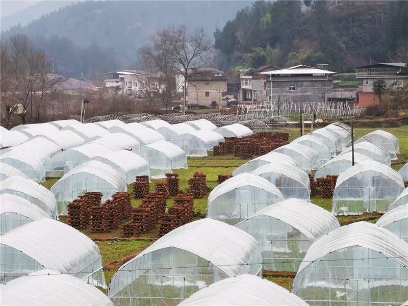 通江县社会组织：发挥行业优势 倾力脱贫攻坚