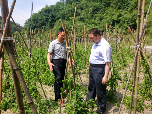 2019年5月调研帮扶村绞股蓝产业.jpg 西安交大助力陕西平利脱贫攻坚