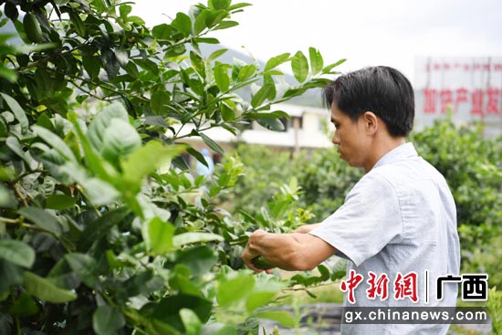 曾宪森在柠檬产业扶贫基地地里给香水柠檬剪枝。岳浩 摄 曾宪森在柠檬产业扶贫基地地里给香水柠檬剪枝。岳浩 摄