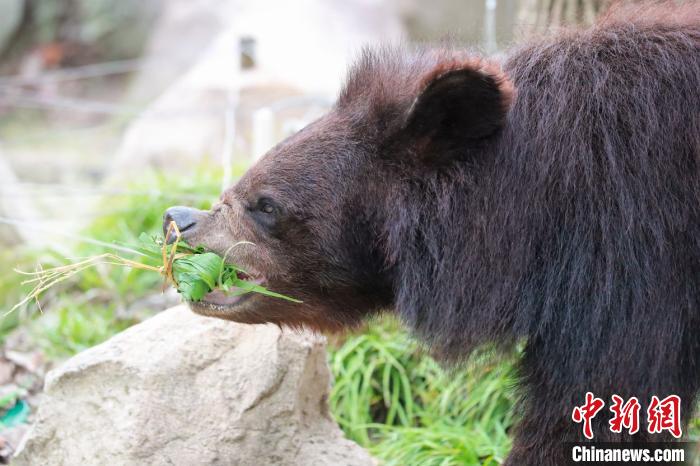 美味的粽子受到动物们的喜爱。上海野生动物园供图