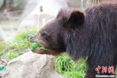 端午节动物品粽：营养美味 有仪式感