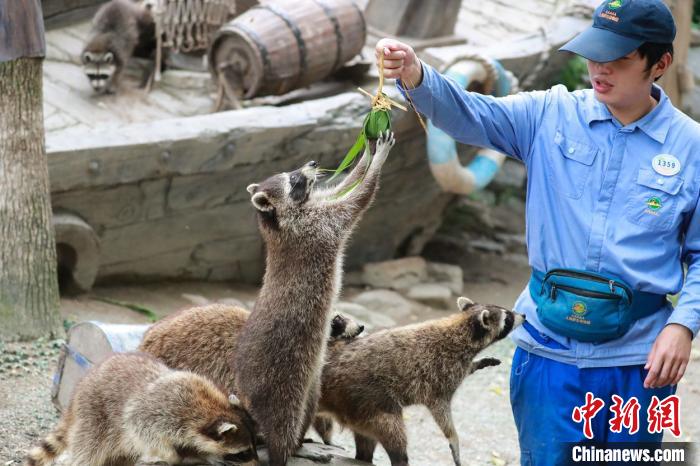 动物端午节粽子受欢迎。上海野生动物园供图