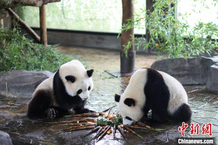 国宝大熊猫吃粽子仪式感满满。上海野生动物园供图