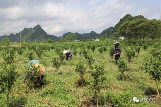 武宣通挽镇发展“一村一品”产业 助力脱贫攻坚