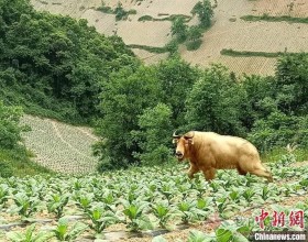 湖北十堰发现国家一级