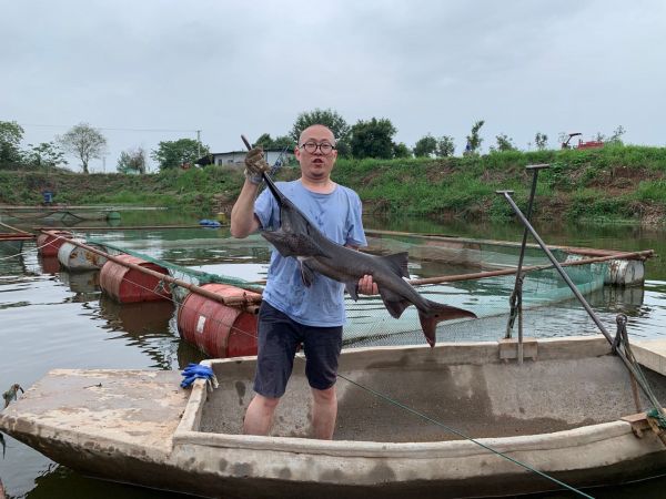 上得厅堂下得鱼塘,设计公司总经理变身养鱼人