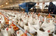 凤祥股份通过聆讯：去年利润超8亿 为刘学景家