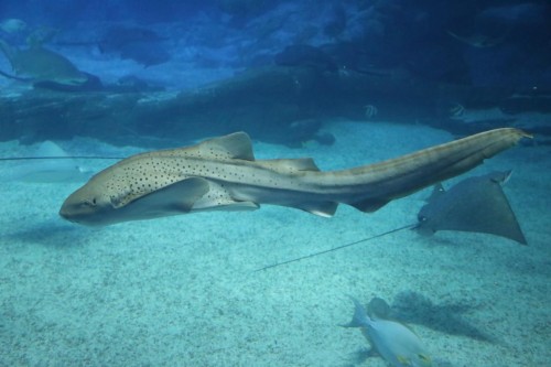 长隆首次成功繁育濒危物种豹纹鲨，长隆再创繁