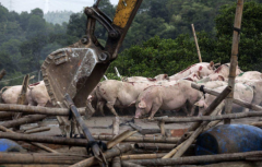 7月起，养殖业3种常见做法将全面禁止