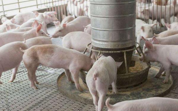 7月起,养殖业3种常见做法将全面禁止