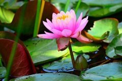 “少私寡欲”四个字，道出人生境界！】文/飞鱼