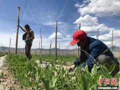 <b>甘肃天祝“蔬菜终结地”科技育菜畅外销：农户</b>