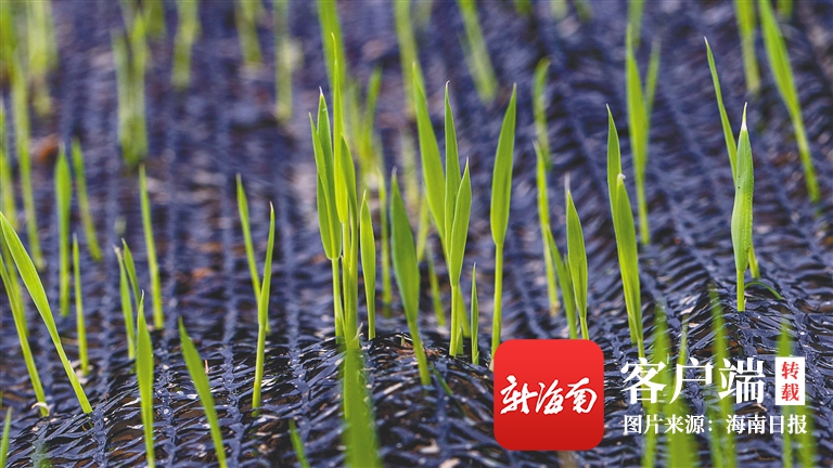 万宁小海生态美 稻香伴骑行