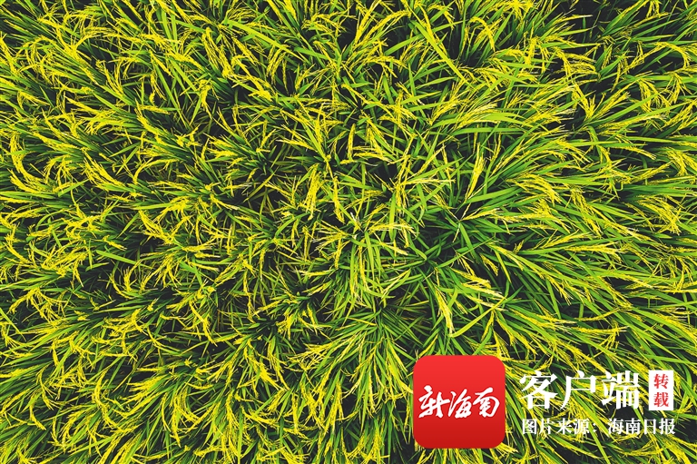 万宁小海生态美 稻香伴骑行