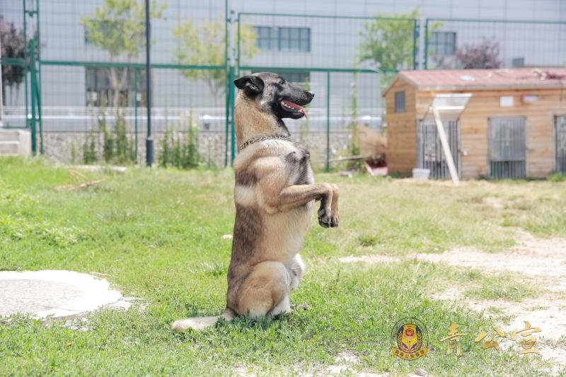 乘风破浪汪汪队