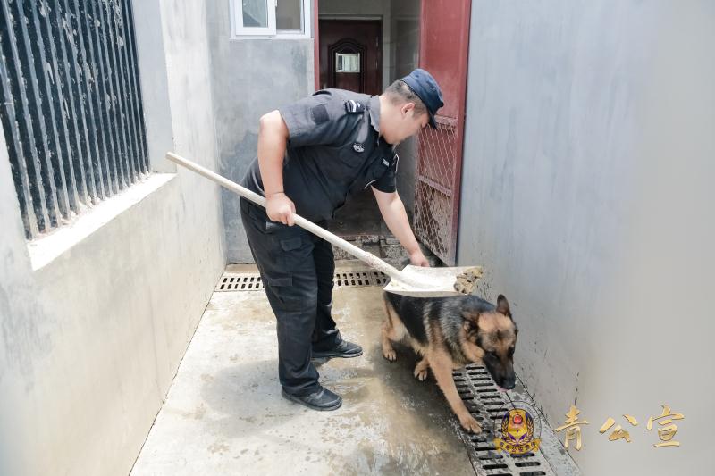 乘风破浪汪汪队