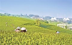 一片叶子的重量（报告文学）——脱贫攻坚的“黄杜行动”