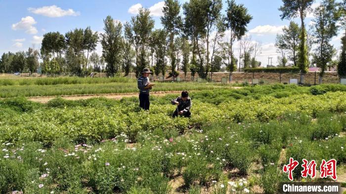 图为项目人员在观察测定种植药材。奈曼旗教育科技体育局供图