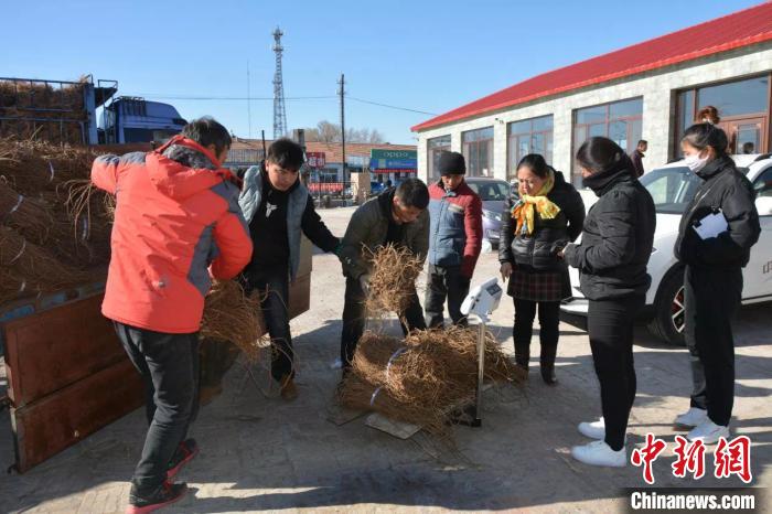 图为基地向农户回收种植药材。奈曼旗教育科技体育局供图