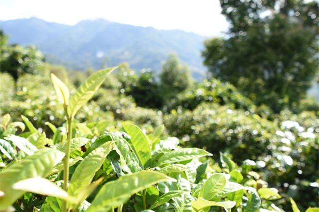 上半年普洱茶线上销售 云南省茶园面积第一 四川