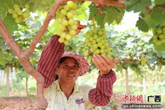广西横县那河村：特色产业助力脱贫攻坚