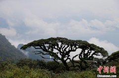 广西金秀打造避暑旅游胜地 拓展粤港澳旅游市场