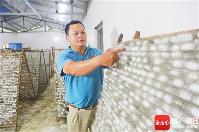 琼中大力实施农业特色产业脱贫工程 特色产业兴