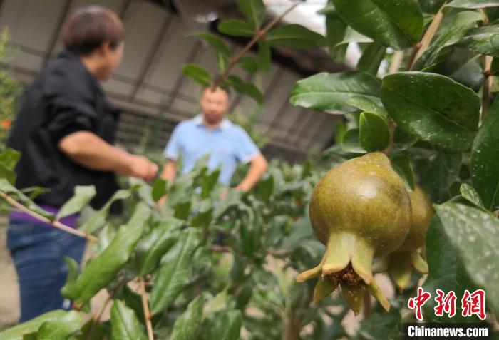 甘肃嘉峪关戈壁滩“南果北种”：科技育果蔬 四