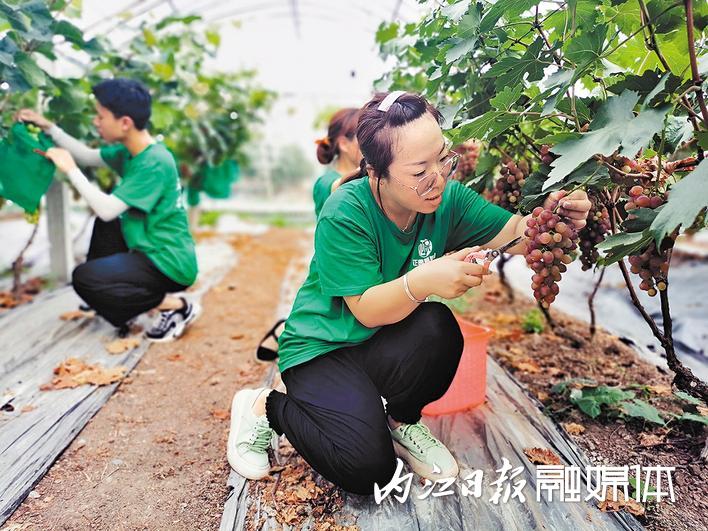 市中区正园种植专业合作社：精细管理出品质 小葡萄“串”起兴村富民大产业