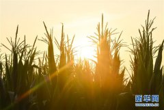 习近平总书记关切事丨食为政首