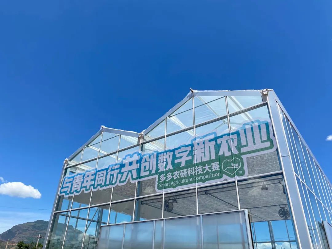 “人机”对战种植草莓 拼多多助力智慧生产解决