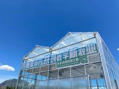 “人机”对战种植草莓 拼多多助力智慧生产解决
