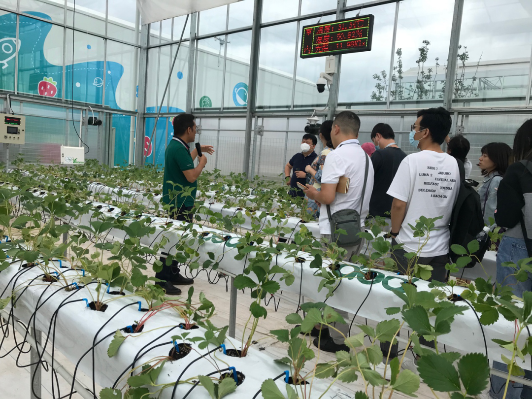 “人机”对战种植草莓 拼多多助力智慧生产解决