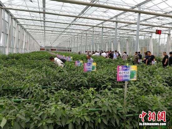 农业专家以及企业家们在沛县辣椒种业基地考察。资料图