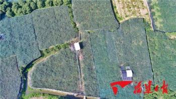 漳州诏安：科技助力提质增产 规模化种植助农增