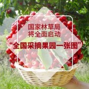 国家林草局全面启动“采摘果园一张图”试点