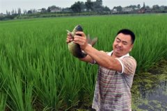 年薪过十万厨师长回乡办家庭农场 成“四川省优秀职业农民”