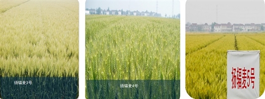 2019中国核农学十大科技进展发布