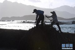 两千多年历史藏医药有极高研究价值