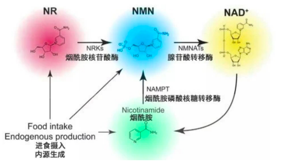 NMN行业趋势分析 金达威为何持续受热捧？  