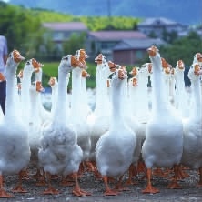 一身美味“行天下”，“曲项”欢唱致富歌