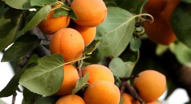 杏子香味浓郁，肉质细腻，掌握秋季栽培技巧，