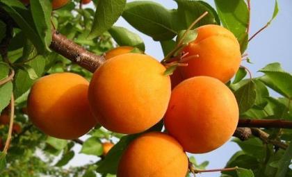 杏子香味浓郁，肉质细腻，掌握秋季栽培技巧，
