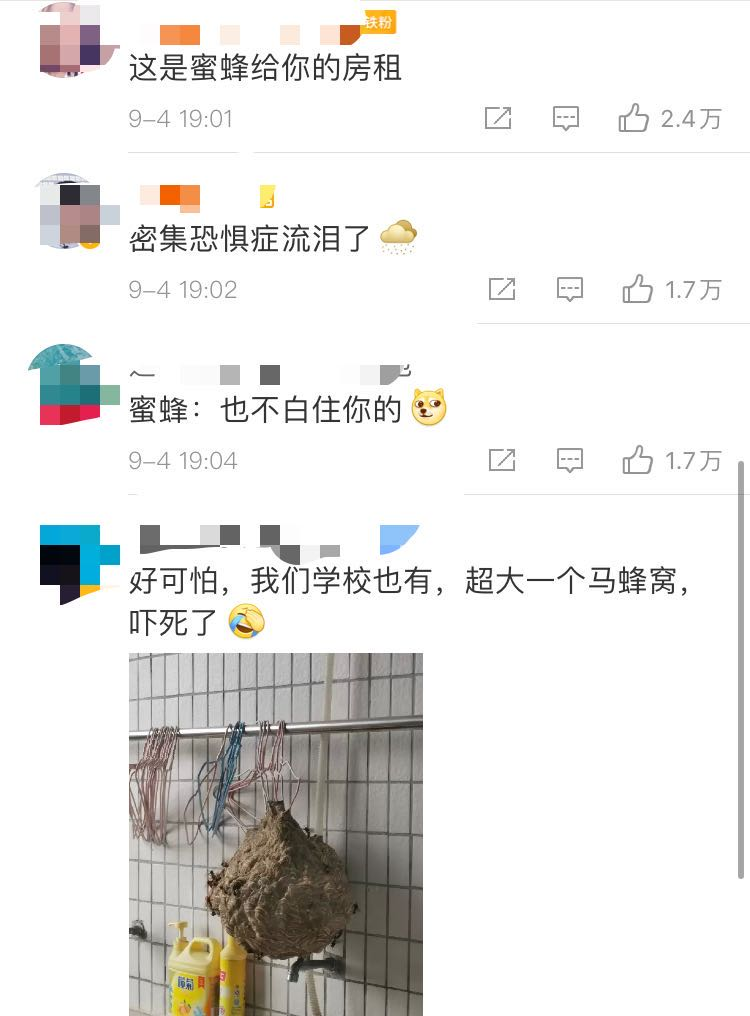 大学男生宿舍发现蜂巢，获1斤多蜂蜜！ 同学“含