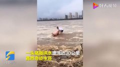 “猪坚强”随洪水漂30公里奇迹生还 已被妥善安