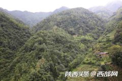 紫阳秦巴山里的野生八月瓜熟了 香甜滑嫩美味可