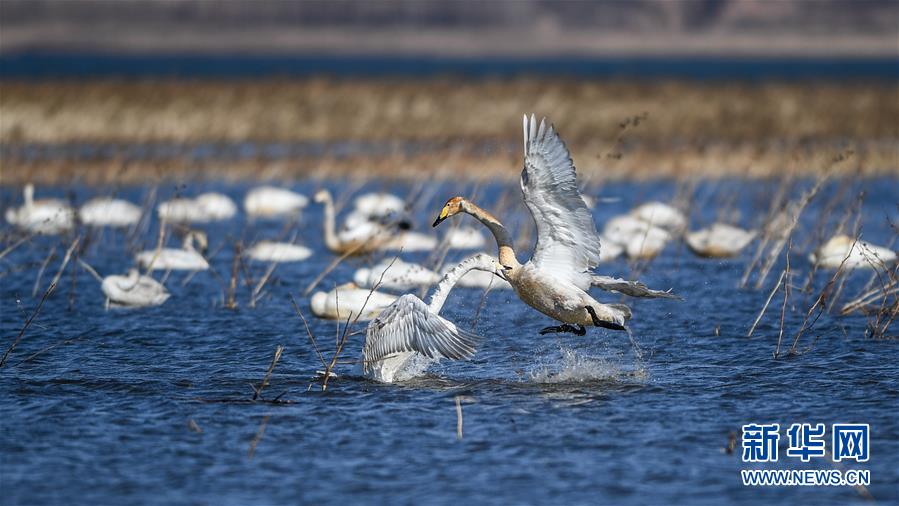 （环境）（1）大天鹅栖息白石水库湿地自然保护区