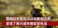 可能是全球最小的爬行动物了！
