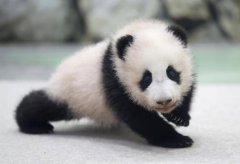 大型熊猫入驻都江堰