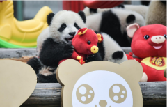 日本熊猫宝宝回国再延期